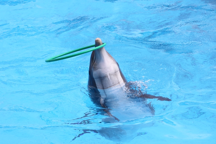 Marineland - Dauphins - 058